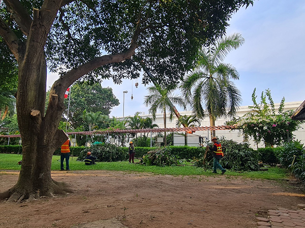 Cắt tỉa cây bóng mát