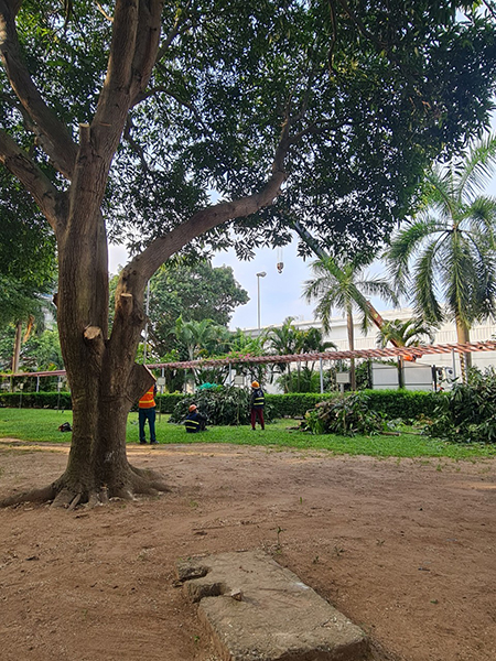 Cắt tỉa cây bóng mát