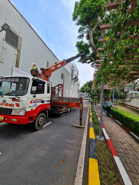 Cắt tỉa cây bóng mát