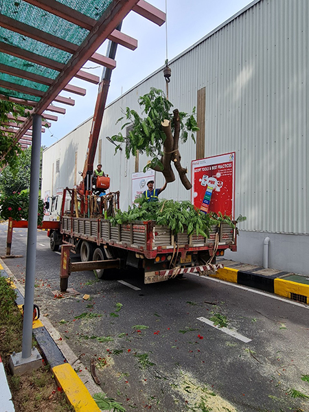 Cắt tỉa cây bóng mát