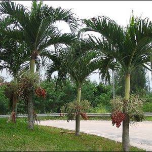 Cây cau bụng trắng