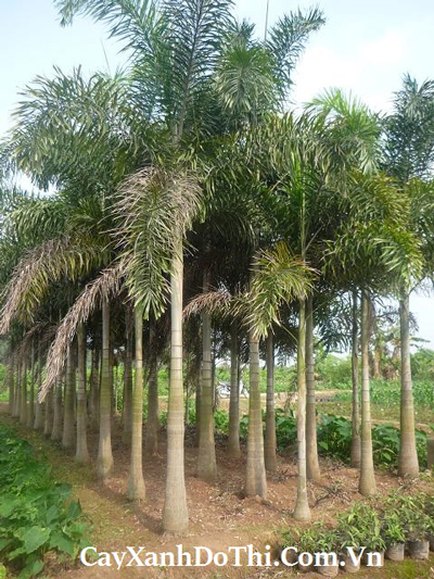 Cau đuôi chồn