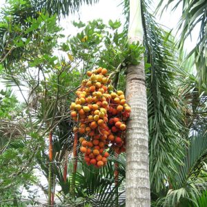 Cau đuôi chồn