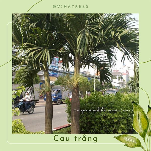 Cau thái trắng