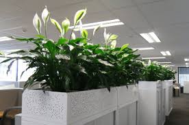 Cây cảnh văn phòng