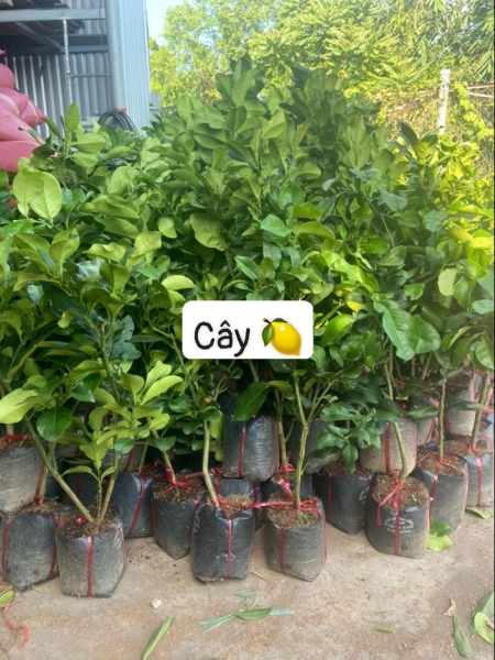 Cây chanh