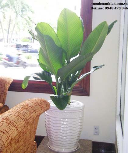 Cây đại phú gia nhỏ