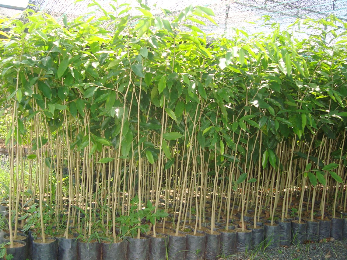Cây dó bầu