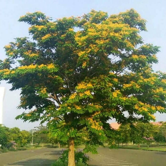 Cây giáng hương
