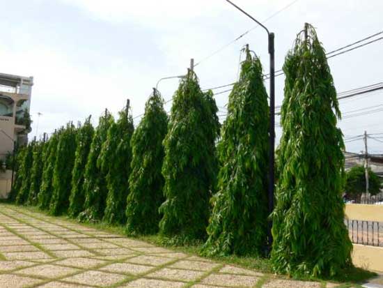Cây Hoàng Nam