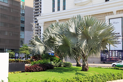 Cây kẻ bạc