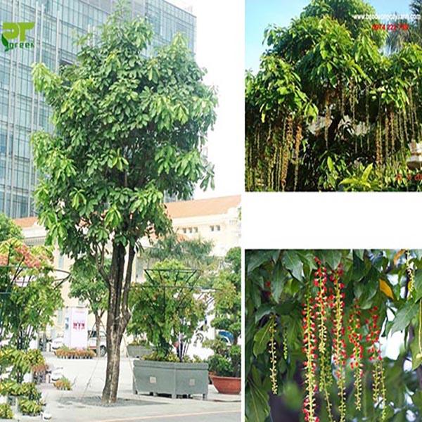 Cây lộc vừng