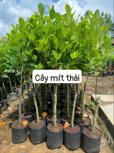Cây mít thái