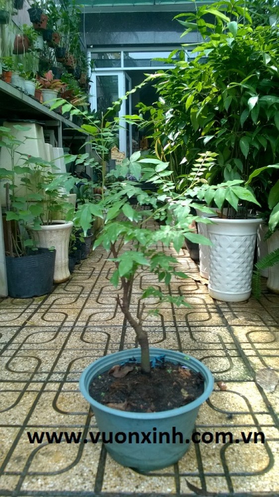 Cây ngoại thất