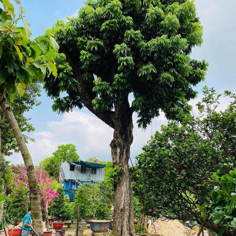 Cây nhãn