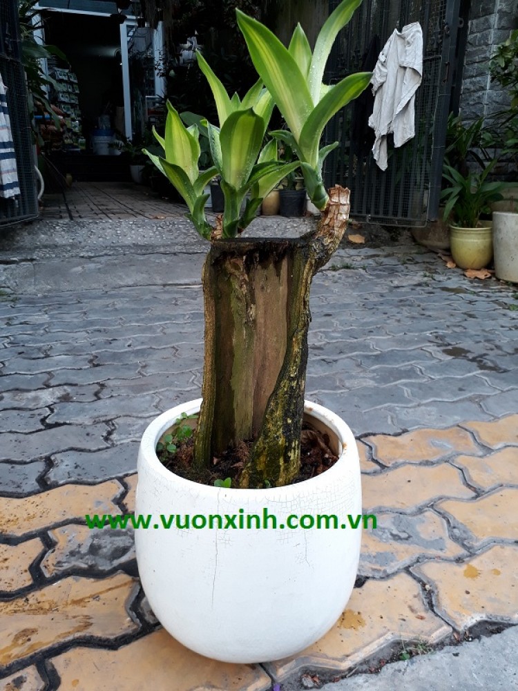 Cây nội thất