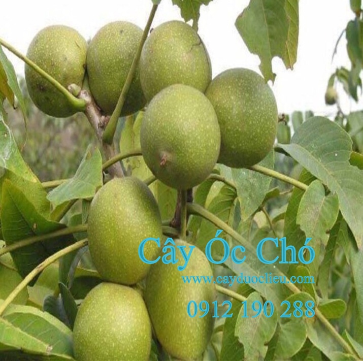 Cây óc chó