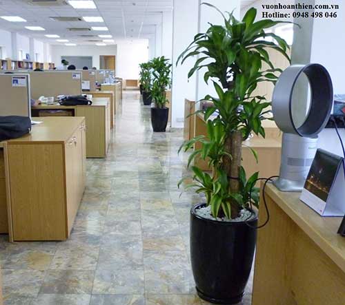 Cây thiết mộc lan ghép