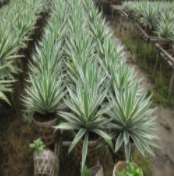 Cây dứa Mỹ