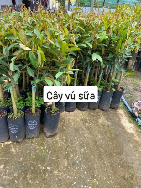 Cây vú sữa