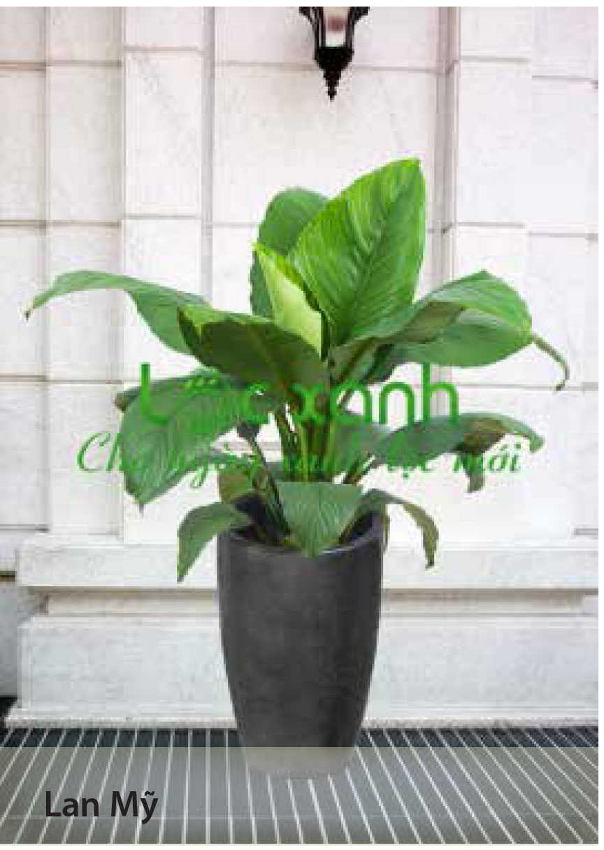 Cây quà tặng
