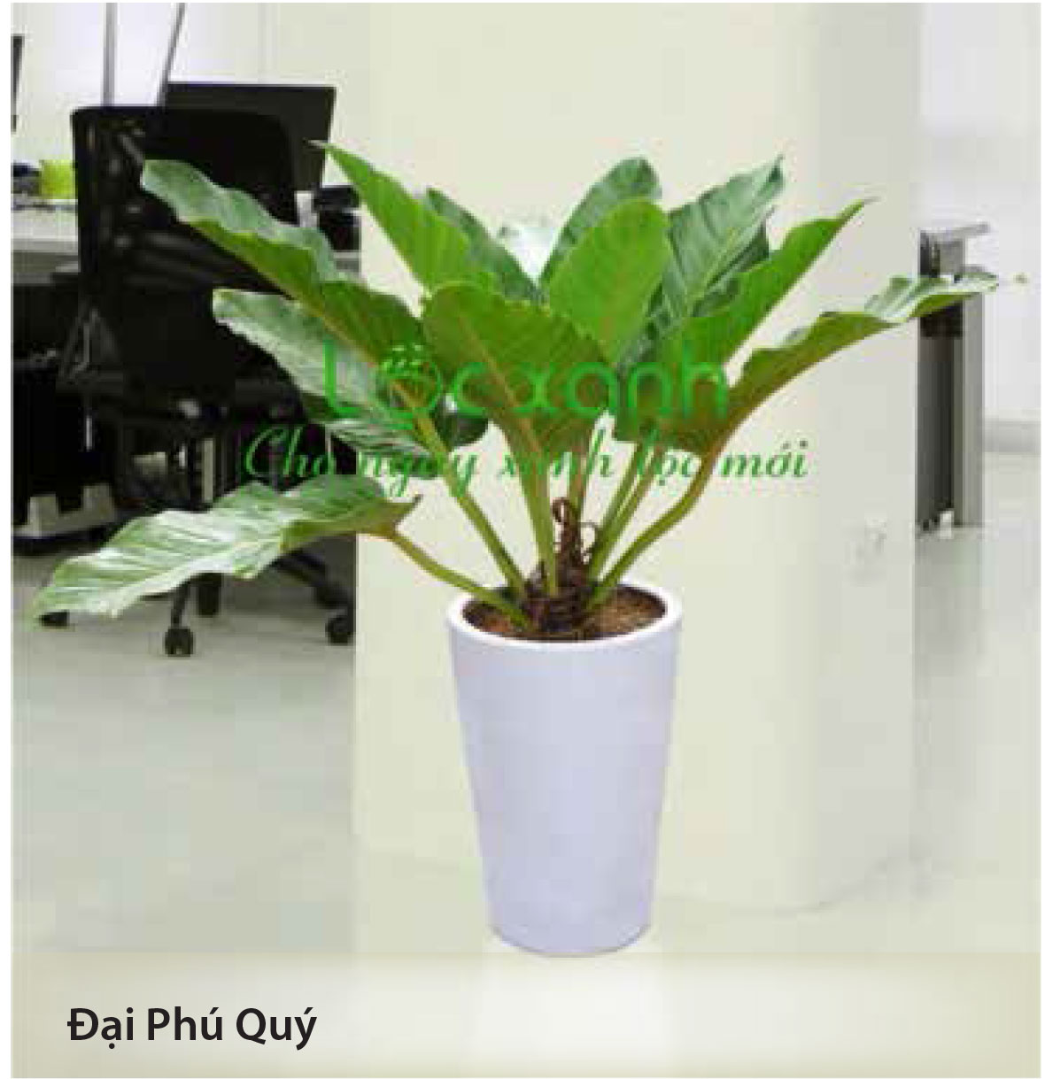 Cây quà tặng