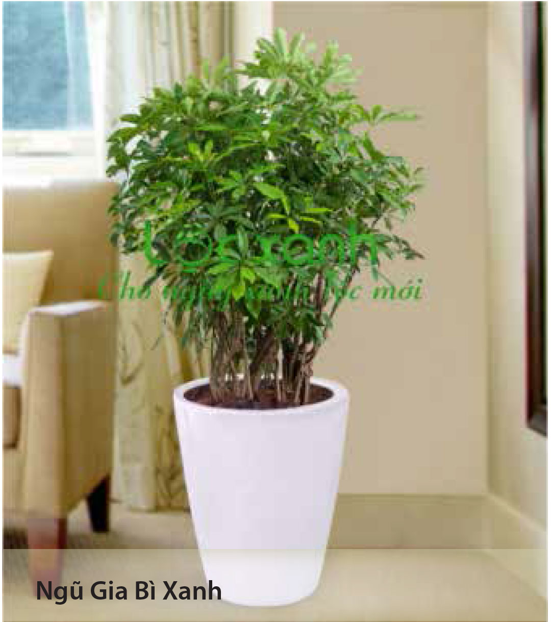 Cây quà tặng
