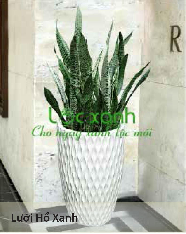 Cây quà tặng