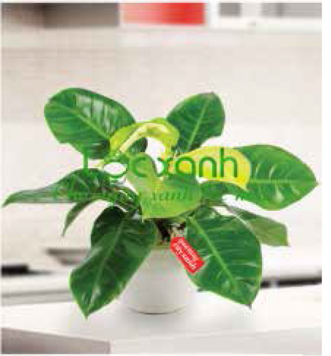 Cây nội thất