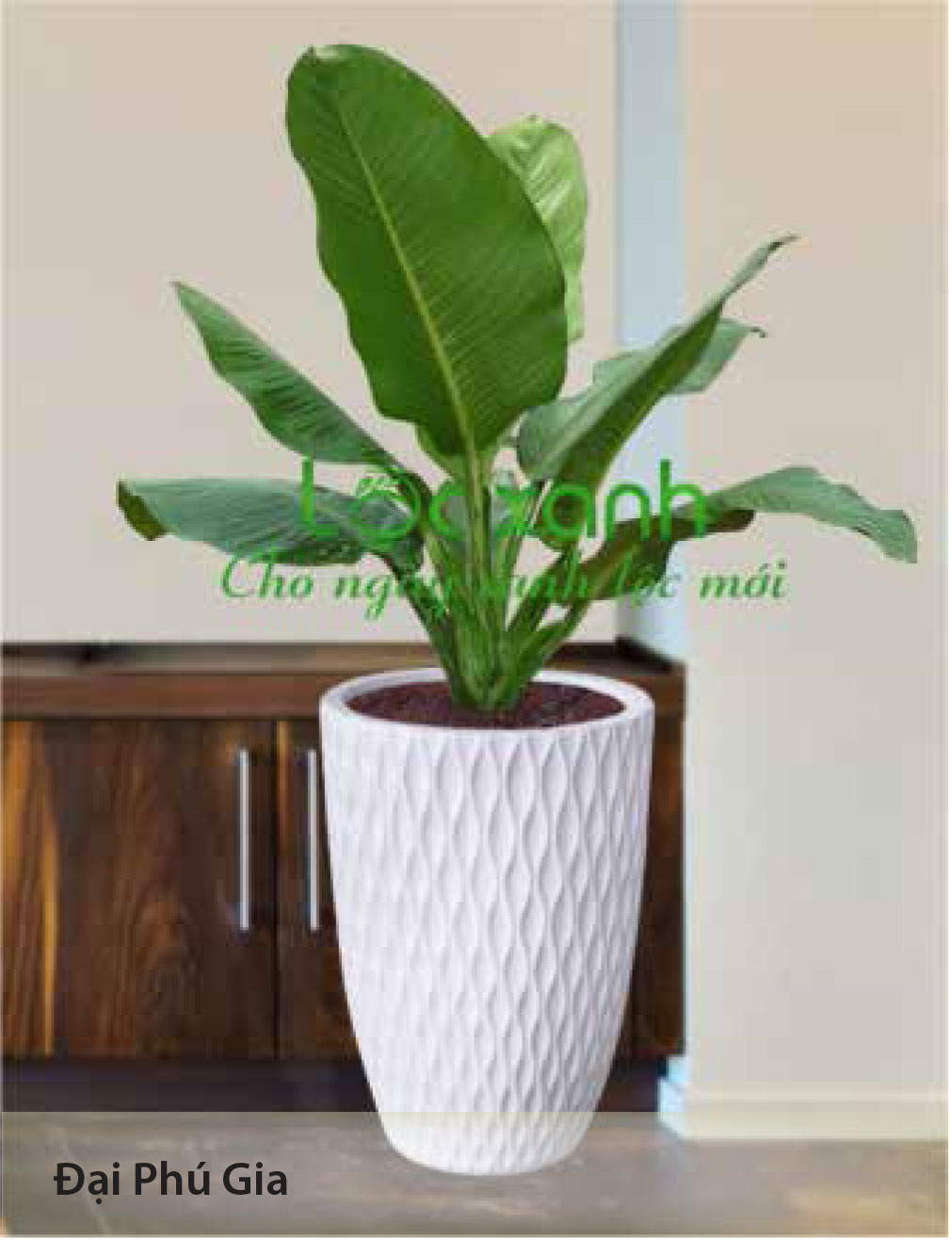 Cây nội thất