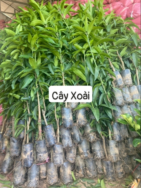Cây xoài