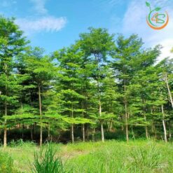 Cây bàng Đài Loan công trình (bàng lá nhỏ)