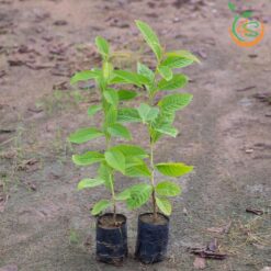 Cây bằng lăng tím (bằng lăng nước)