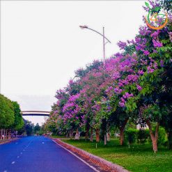 Cây bằng lăng tím công trình
