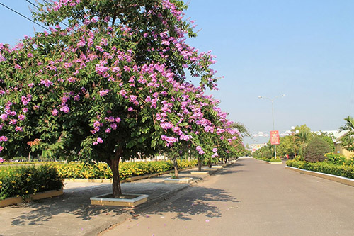 Cây bằng lăng tím