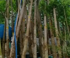 Cây bàng Đài Loan