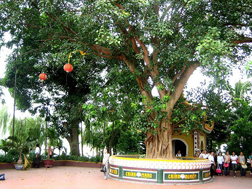Câu bồ đề