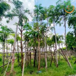 Cây cẩm lai công trình