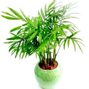 Cây cau tiểu trâm