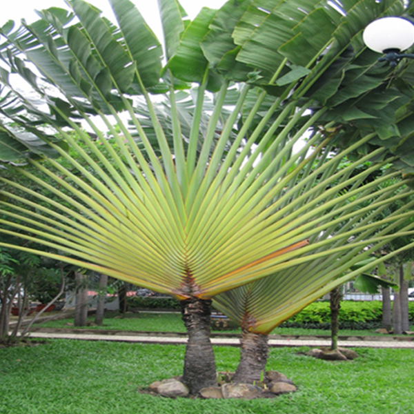 Cây chuối rẽ quạt