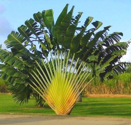 Cây chuối rẻ quạt