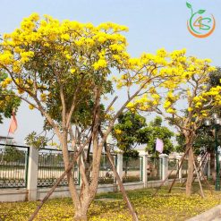 Cây chuông vàng công trình (huỳnh liên)