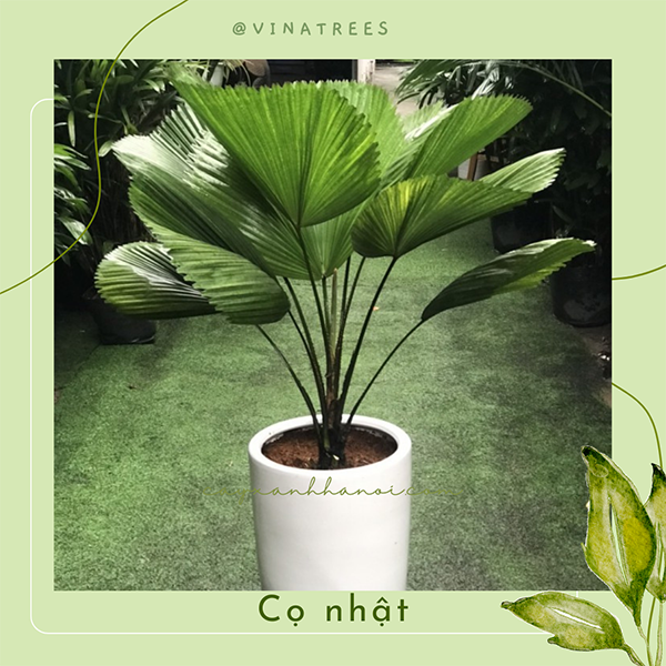 Cây cọ Nhật