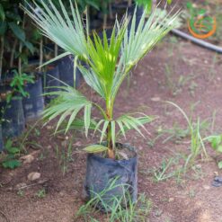 Cây cọ chỉ (cây cọ Mỹ)