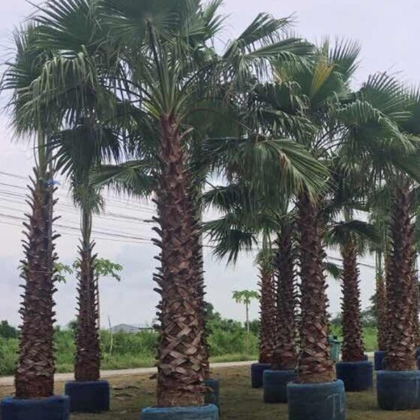 Cây cọ dầu