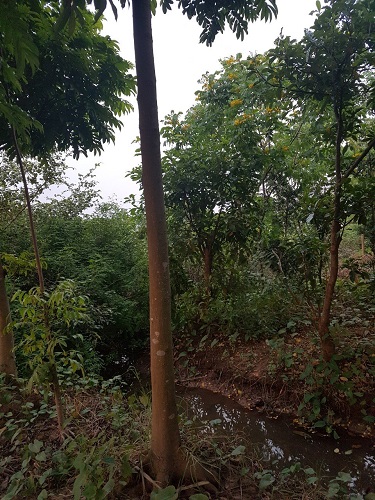 Cây công trình