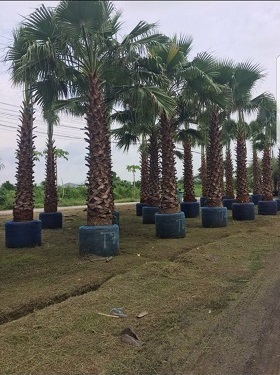 Cây công trình
