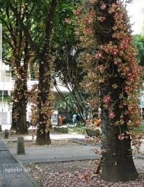 Cây công trình