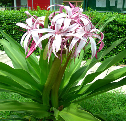 Cây đại tướng quân