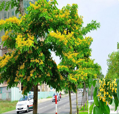 Cây dáng hương